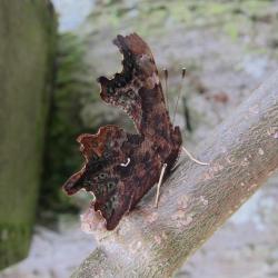 Op herfstblad lijkende vlinder, de Gehakkelde Auralia