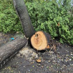 Omgevallen Abeel opruimen, en vellen andere risico bomen