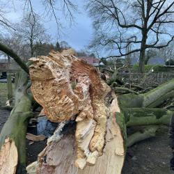 Stormschade boom verwijderen in Grolloo