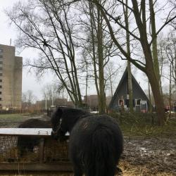 Kinderboerderij Eelderbaan Groningen