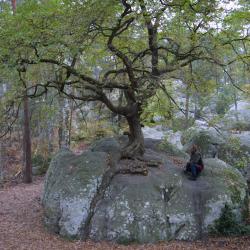 Eik op rots Fontainebleau 2 kl