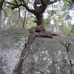 Eik op rots Fontainebleau kl